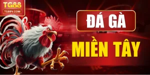 Đá gà miền tây